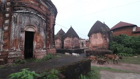 Animals-passing-through-the-ancient-lord-shiva-temples-at-Maluti-village-in-Dumka,-Jharkhand-in-India