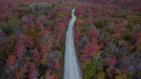 Remote,-Secluded-Dirt-Road-in-Autumnal-Fall-Forest---Aerial-Drone-Flight