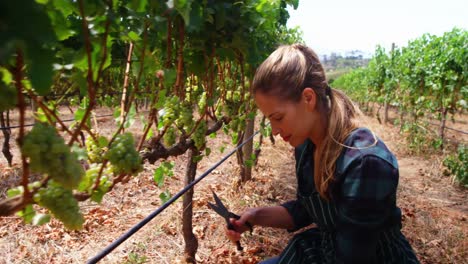 mujer agricultora cortando una uva de vino