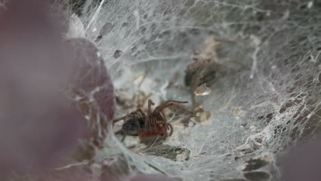 spider calmly waiting for his next prey in it's trap -close up