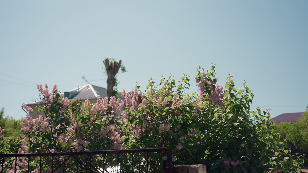 햇빛이 비치는 분홍색 라일락 울타리가 쳐진 교외 정원의 모습이에요. 옥상과 멀리 보이는 야자수가 있고, 부드러운 바람에 꽃송이가 흔들리고, 따뜻한 햇살에 부드러운 꽃잎이 반짝이는 정원사에게 어울리는 평온한 분위기입니다.