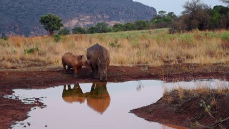 mother black rhinoceros with its calf drinking water at waterhole in south africa - safari vehicle with people passing by in background - wide shot