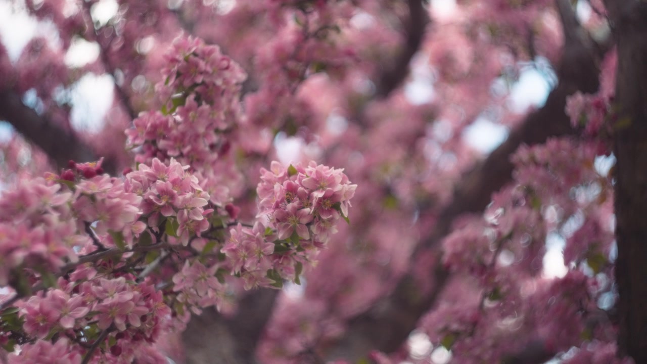 Pink flowers of a cherry tree blooming
