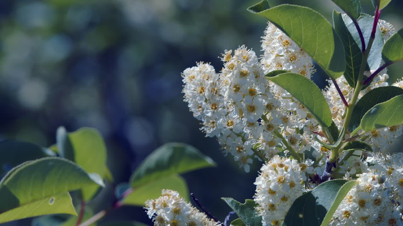 las flores del árbol de chokecherry blanco soplan en la brisa en un día soleado