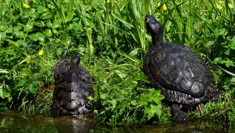 turtles lying on the grass. group of red-eared slider (trachemys scripta elegans) in pond.