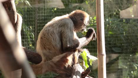 spider monkey eating in enclosure at melbourne zoo