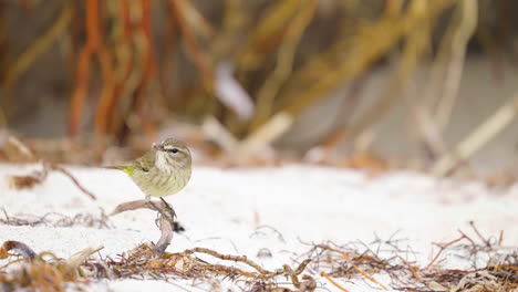 vireo warbler eating bug on sandy twigs