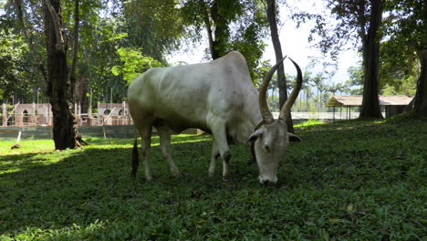 vaca de la selva tropical sri lanka asia