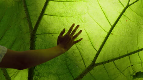 Mujer-De-La-Naturaleza-Tocando-Una-Planta-Gigante-De-Ruibarbo-En-El-Bosque-4k