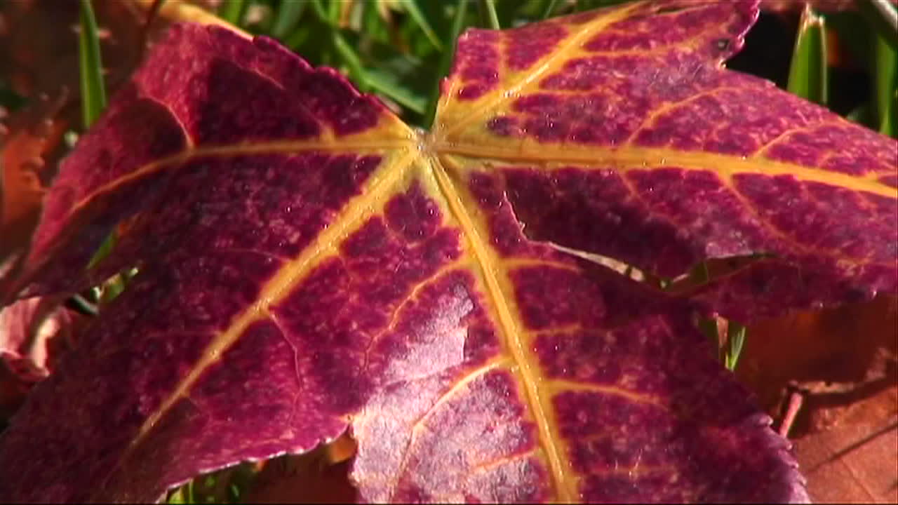 красный лист с золотыми прожилками слегка трепещет на ветру
