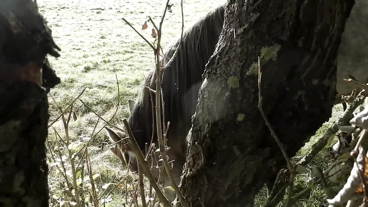 서리가 내린 아침에 나무 뒤에서 풀을 먹는 말의 패닝 샷