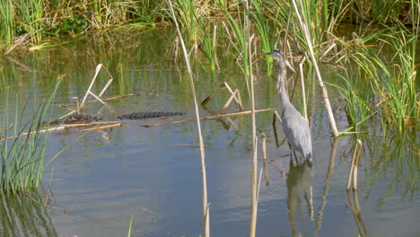 A-crane-stalked-by-an-alligator-at-a-lake-in-the-Florida-everglades