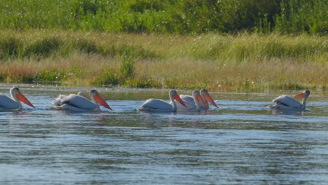 pelícanos flotando juntos en un grupo en el río cerca de yellowstone en el parque de la isla