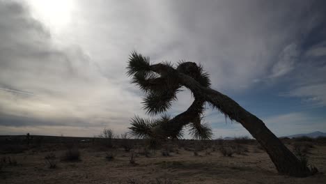 un raro día nublado en el desierto de mojave con un árbol de joshua en primer plano - lapso de tiempo de gran angular estático