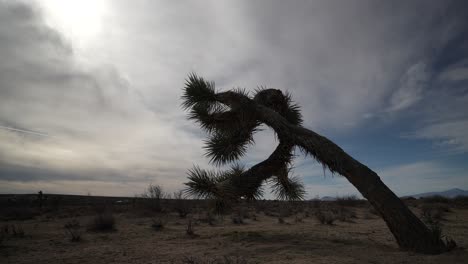 a rare overcast day in the mojave desert with a joshua tree in the foreground - static wide angle time lapse