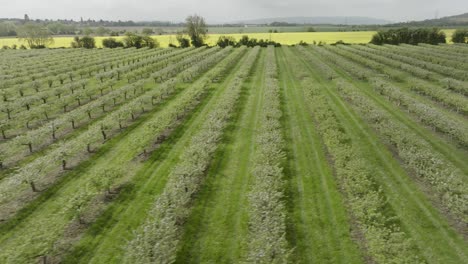 Huerto-Inglés-árboles-En-Flor-Agricultura-Fruta-Sobrecarga-Aérea-Temporada-De-Primavera-Reino-Unido
