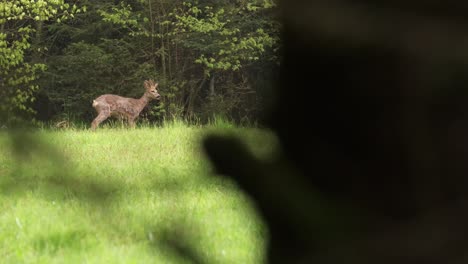 young roe deer observed through tree branches grazing in a green meadow in vosges france 4k slow motion