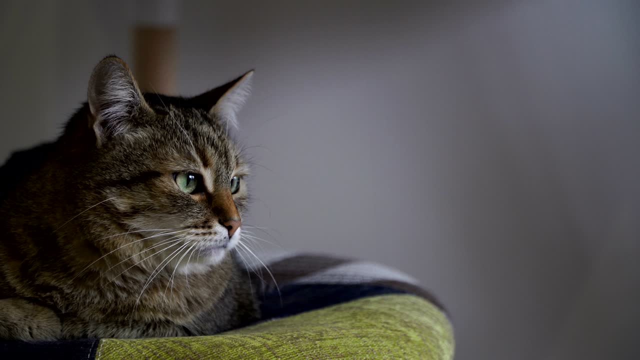 Interno. Il gatto è seduto su una sedia