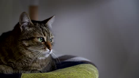 el gato se sienta en una silla.