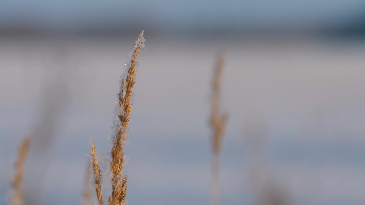 마른 풀밭에 눈이 내렸다
