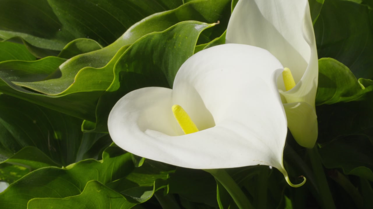 Close Up Calla Lily With A White Flower And Yellow Spadix In The Sunlight