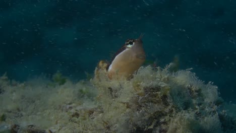 Schleimfische-Mit-Augen-Auf-Riffleiste