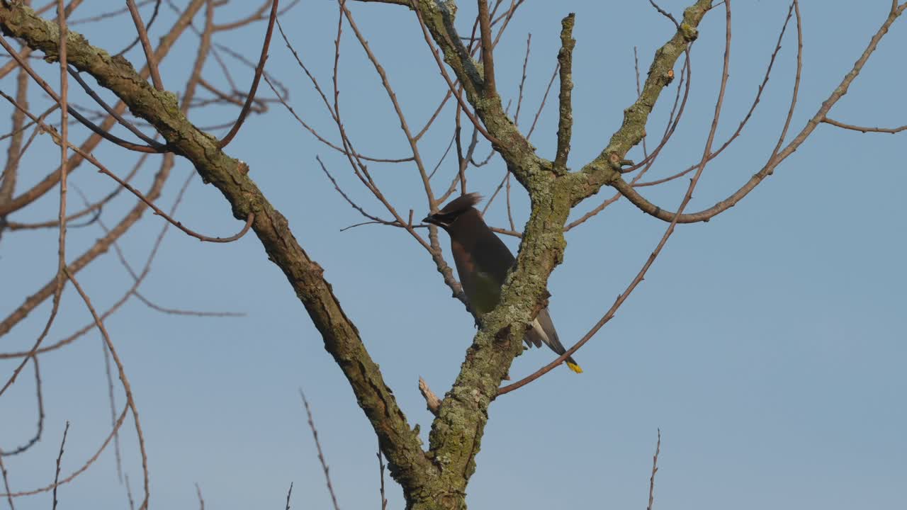 A cedar waxwing perched on a branch against the blue of the summer sky