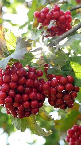 cluster of red berries on a tree branch natural food a cluster of red berries dangle gracefully from a tree branch showcasing natures bounty of food these delicious fruit can be a superfood ingredient in various recipes