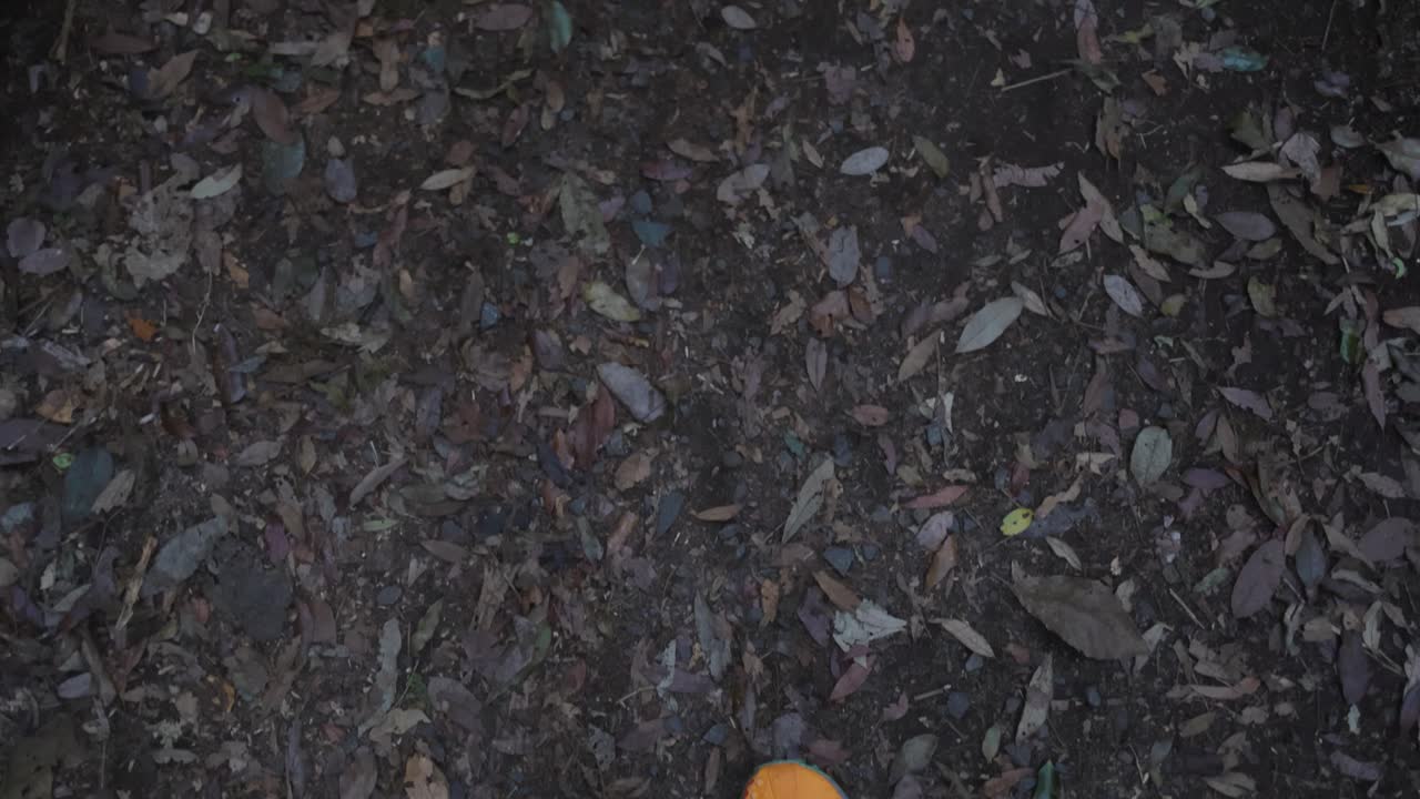 잎 으로 인 길 을 고 있는 사람