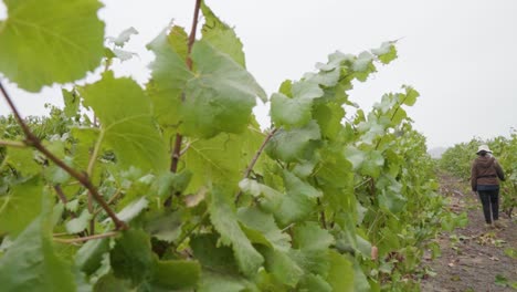 Pan-right-of-the-vines-of-a-vineyard-with-a-harvester-walking-among-them,-Leyda-Valley,-Chile