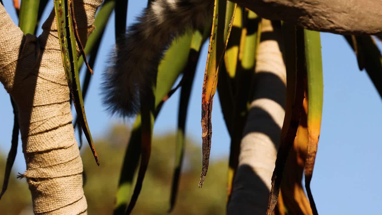 el lémur sube a las ramas de los árboles en su hábitat natural