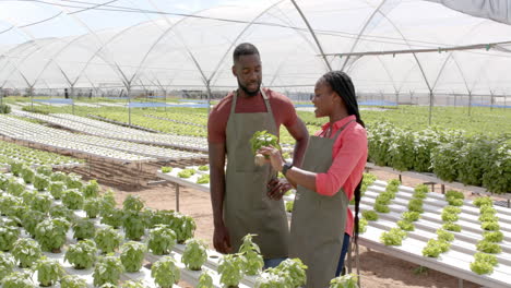 inspecting basil plants, two african american farmers working together in hydroponic greenhouse