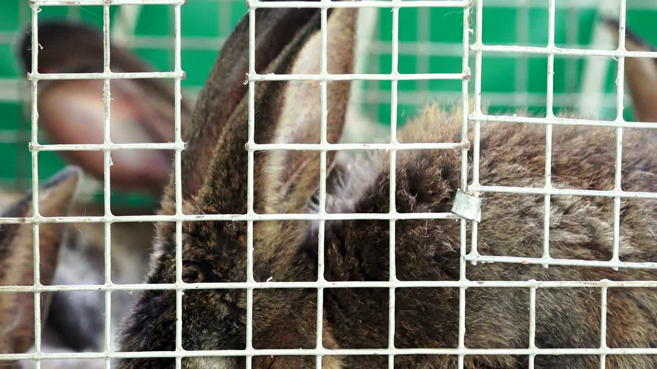 un conejo marrón lindo se alimenta en una jaula.