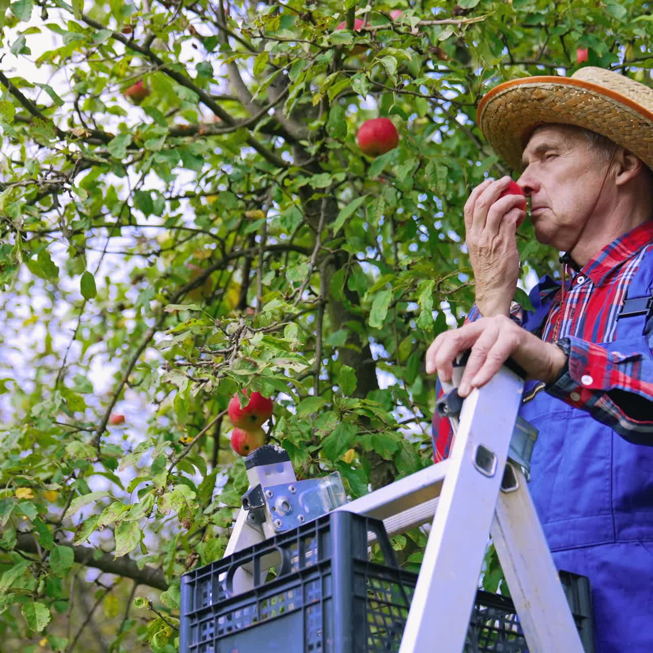 Farmer taking off aromatic apples in the garden. Old man in hat standing on a ladder and picks ripe fruit from the tree. Organic food