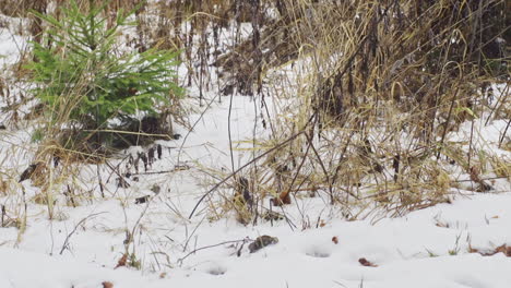 a beautiful nature video of a snowy mountain, pine, fir and birch trees and grass on the vitosha mountain in sofia, bulgaria