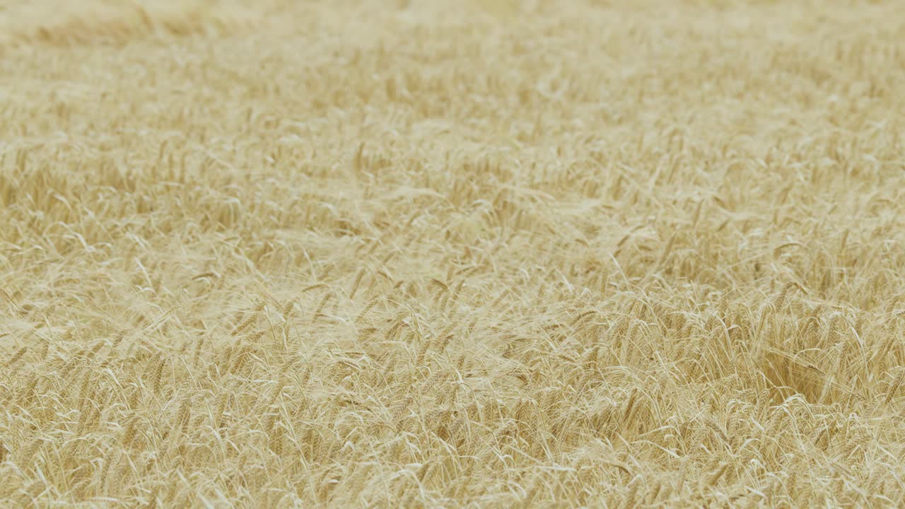 A wide shot of a golden barley field swaying in the wind under soft natural daylight, capturing gentle movement and rural tranquility