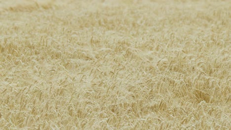 a wide shot of a golden barley field swaying in the wind under soft natural daylight, capturing gentle movement and rural tranquility