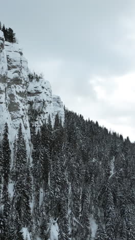 snowy mountain forest