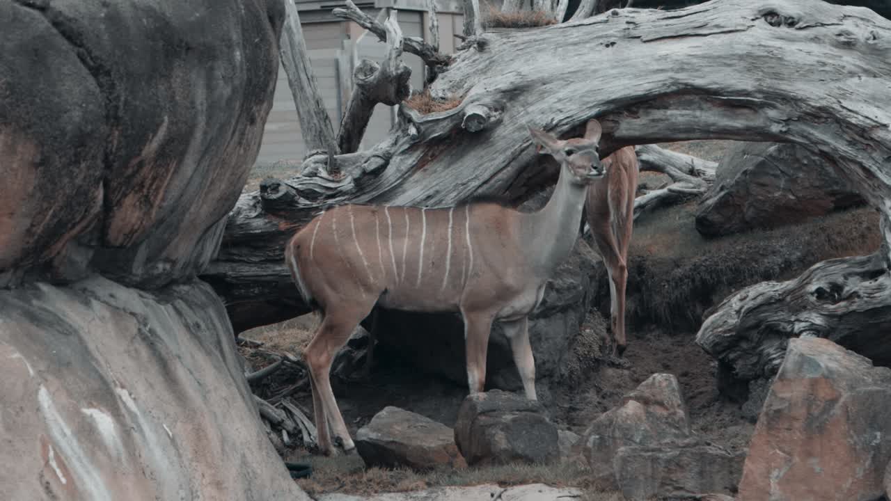 un mayor kudo filmado en cámara lenta