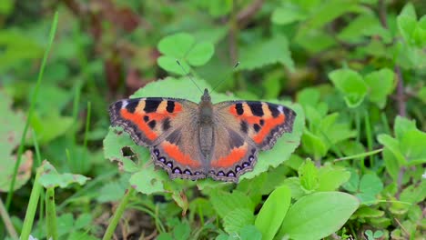 Indischer-Schildpattschmetterling-Auf-Grünem-Blatt