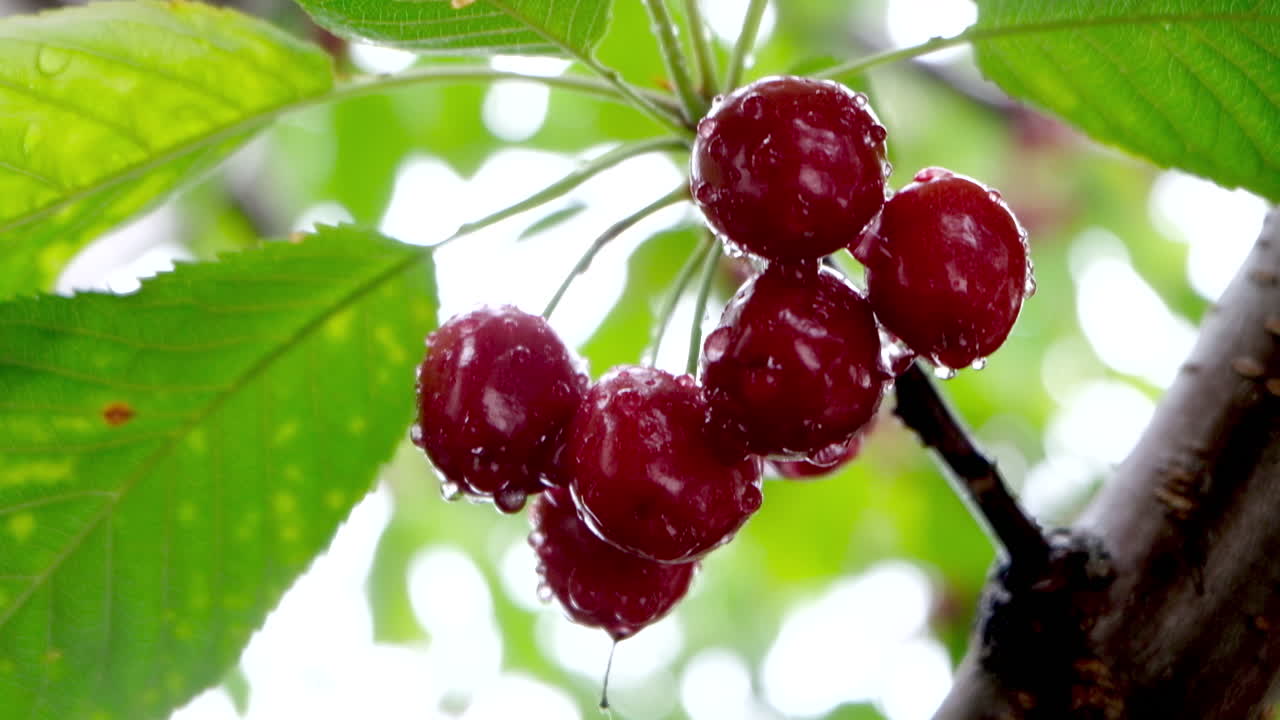Close up of wet red cherries ripe on the tree in sunlight