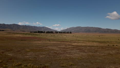 hilera de árboles dentro de llanuras de praderas secas y montañas en el fondo