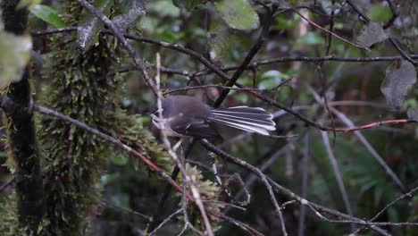 Neuseeländischer-Fantail-Waldvogel-Huscht-Von-Einem-Ast-Auf-Der-Suche-Nach-Insekten