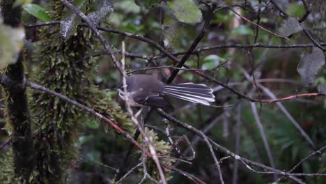 El-Pájaro-Del-Bosque-Cola-De-Milano-De-Nueva-Zelanda-Revolotea-Desde-La-Rama-En-Busca-De-Insectos