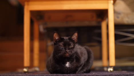 gato negro bostezando mientras se esconde debajo de la mesa en un hogar acogedor y se queda dormido