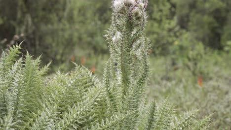 un primer plano inclinado de la planta de vegetación de cardo de montaña