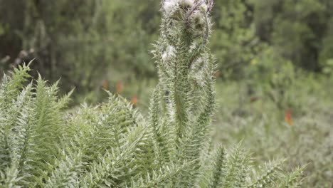 a close-up tilting shot of mountain thistle vegetation plant