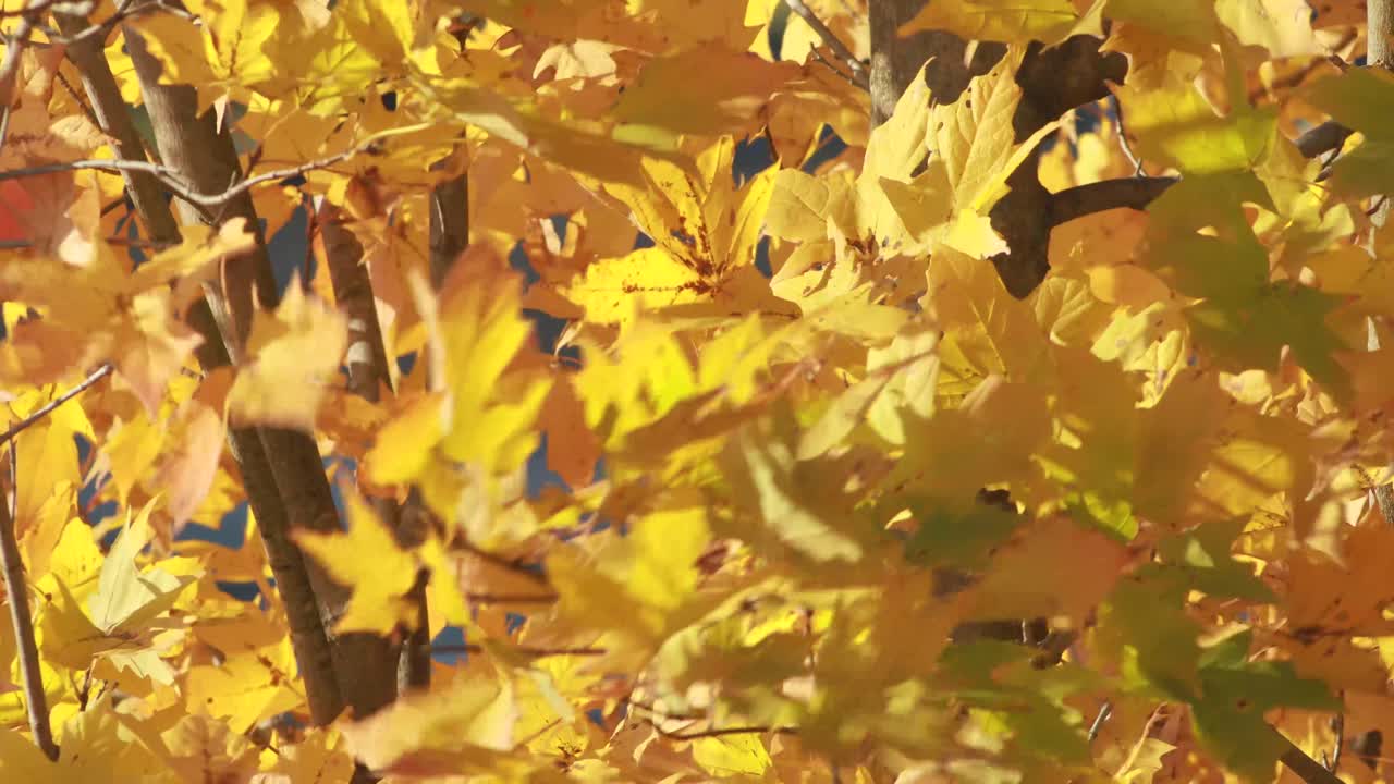 крупный план листьев на дереве, развевающихся на ветру