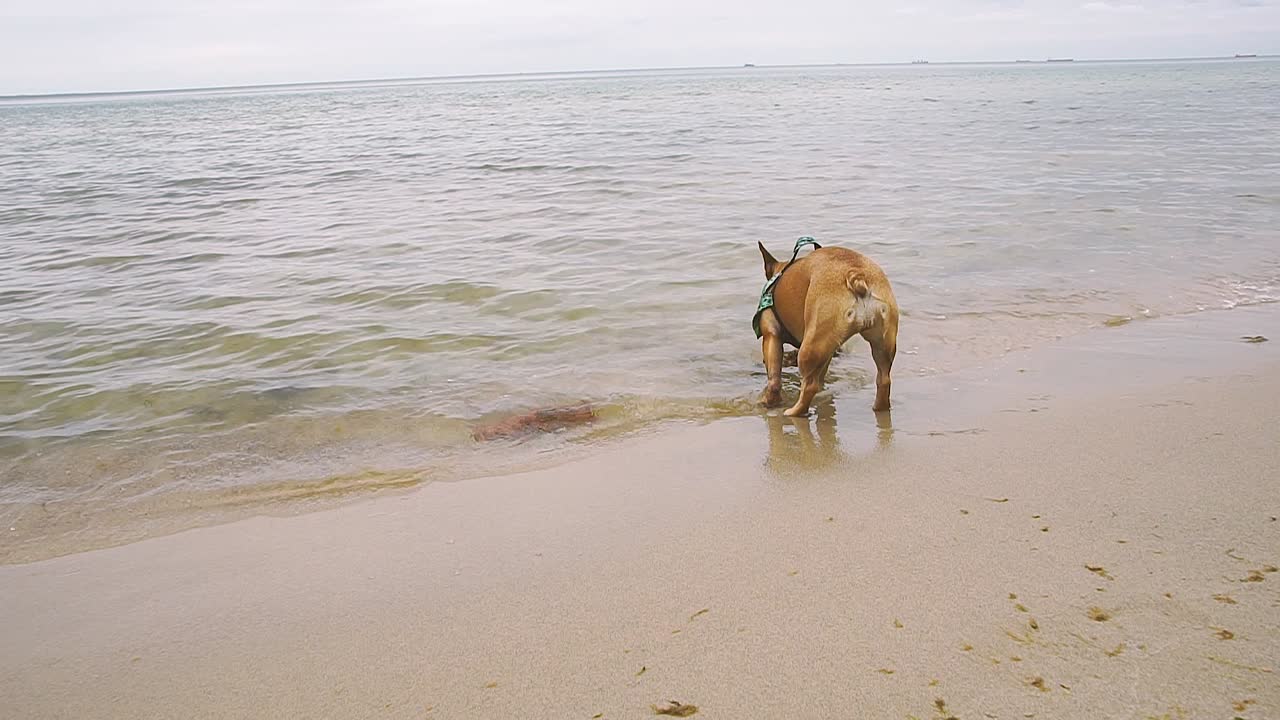 французский бульдог хорошо проводит время на морском побережье