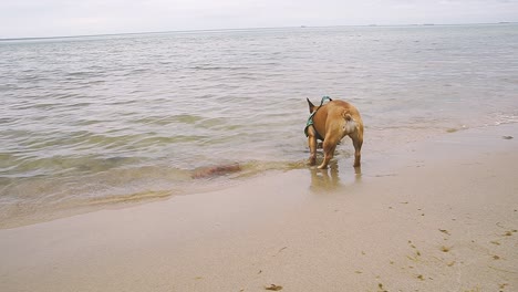 Bulldog-Francés-Diviértete-En-El-Mar